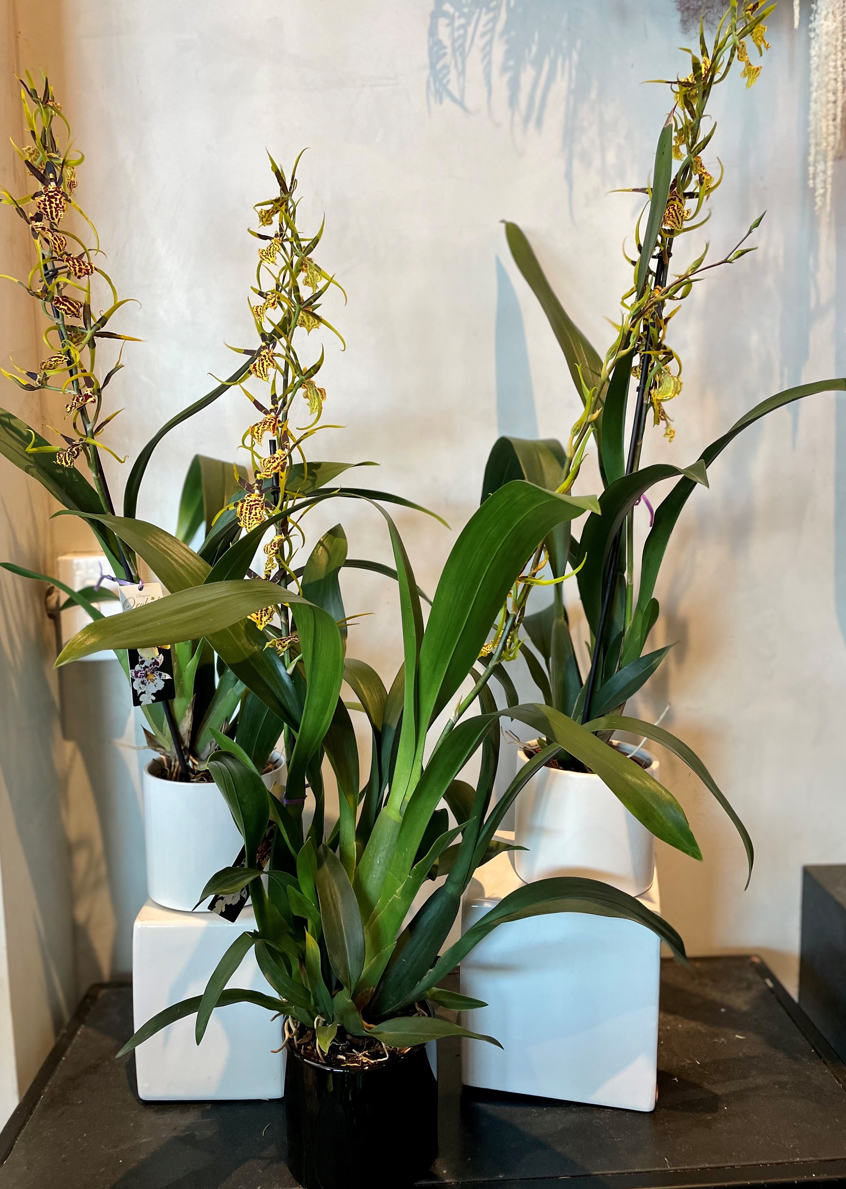 Ondotoglossum &