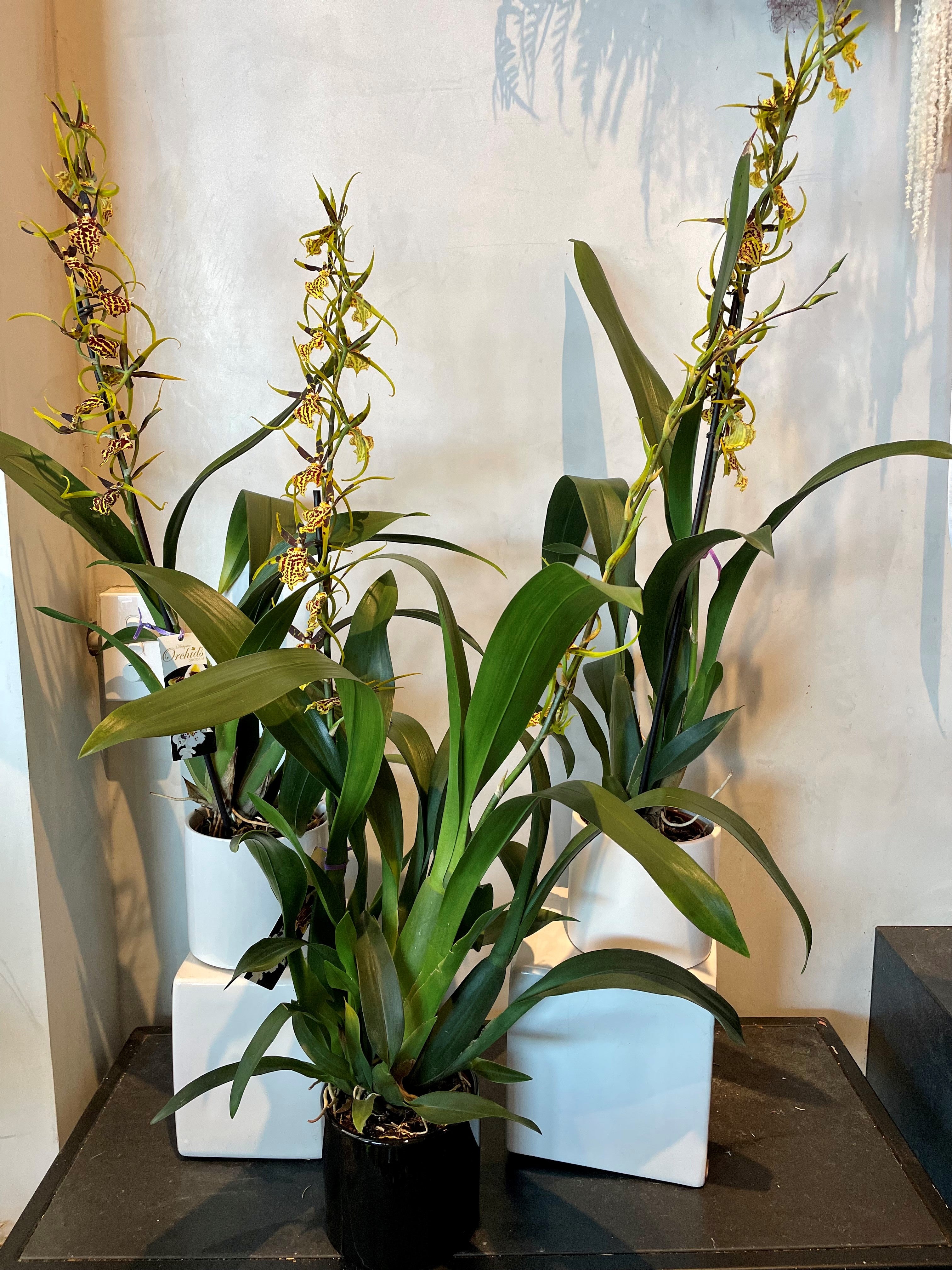 Ondotoglossum &