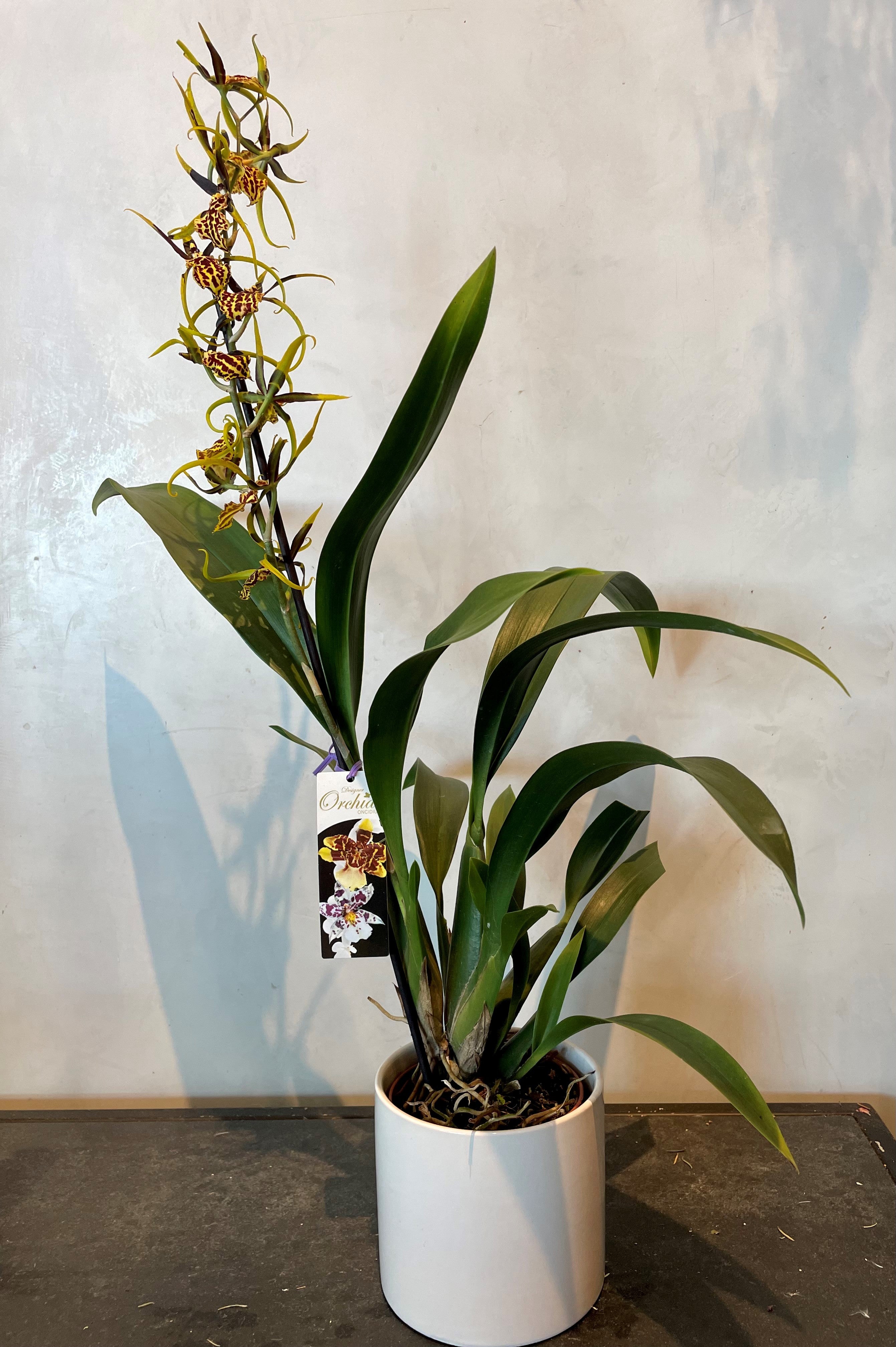 Ondotoglossum &